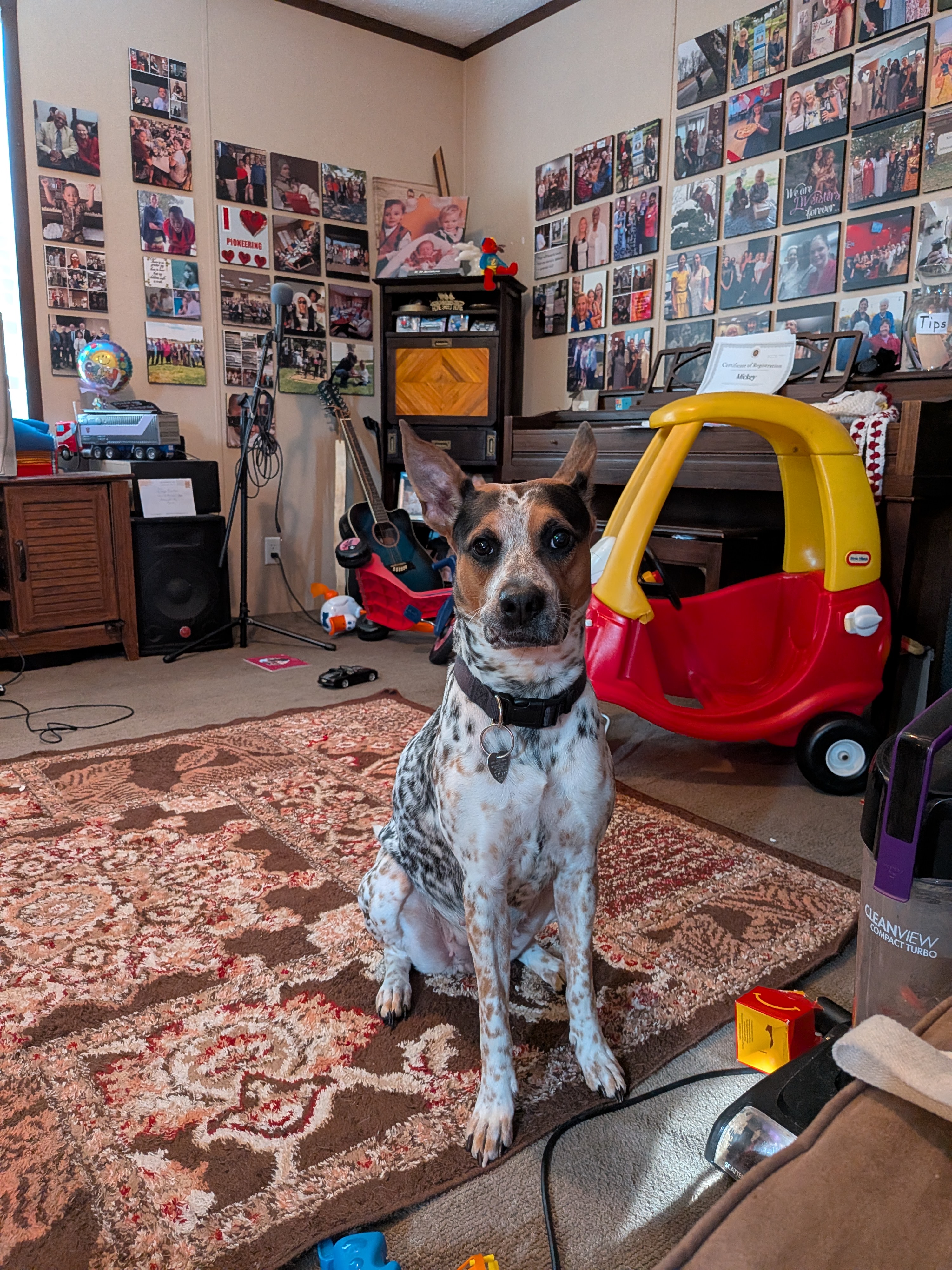 Local Dog Mollie Dyer Declared Public Menace Over Trash Rampage